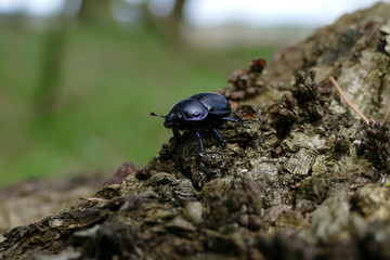 Mistkäfer (Geotrupes stercorarius)