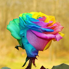 Fototapeta na wymiar A rainbow colored Rose in Spring , selective focus.