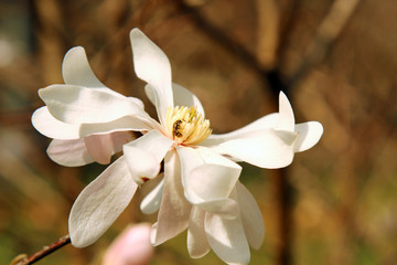 A Magnolia flower in spring with an insect with copy space, selective focus.