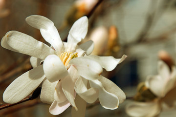 A white Magnolia flower in Spring with copy space, selective focus.