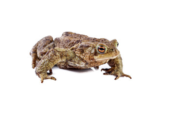 Fototapeta premium Frog or Common toad or european toad (Bufo bufo)