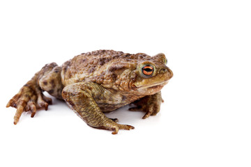 Fototapeta premium Frog or Common toad