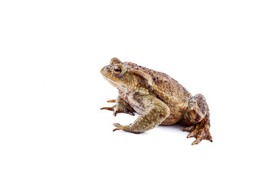 Fototapeta premium Frog or Common toad (Bufo bufo)