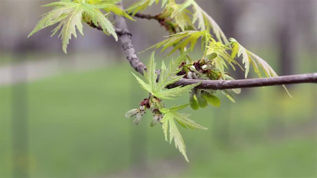 Close up of maple leaves and fruits (samara) under the soft spring sun