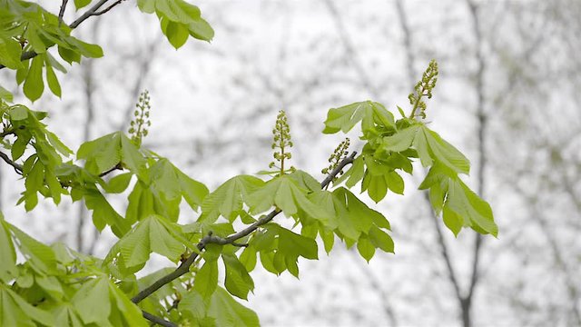 Close up of young chestnut (Aesculus) leaves and flower at the beginning of a soft and sunny spring
