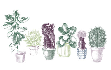 Set of cactuses and succulents