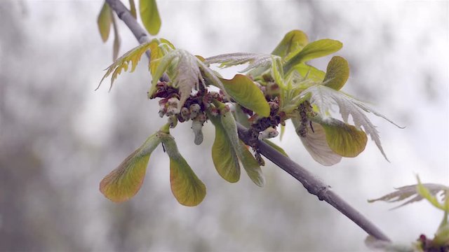 Close up of maple leaves and fruits (samara) under the soft spring sun