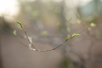 Closeup of beautiful spring detail