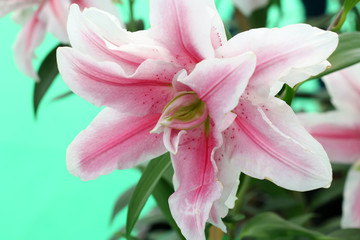 Fototapeta na wymiar pink flower 4676