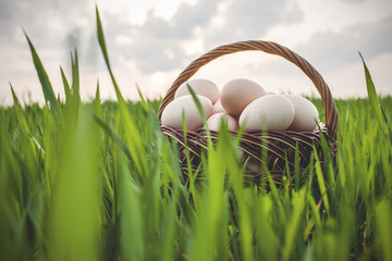 Basket With Eggs in Grass Field