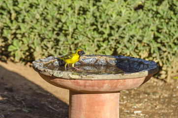 Southern masked weaver