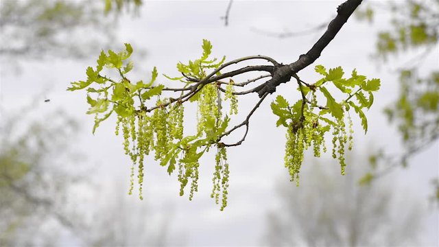 Pedunculate oak, Quercus robur, flowers and leaves against a clear spring sky