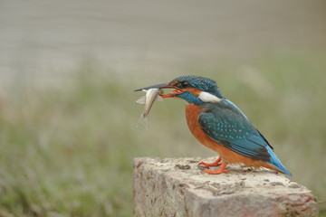 Kingfisher sitting upon a brick