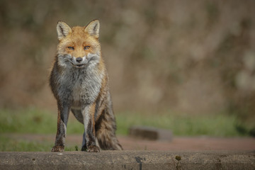 Obraz na płótnie Canvas Urban red fox
