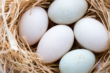 Duck eggs nest, spring Easter symbol.