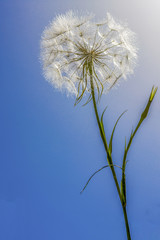 Big dandelion photographed against a blue sky in the bright sunlight