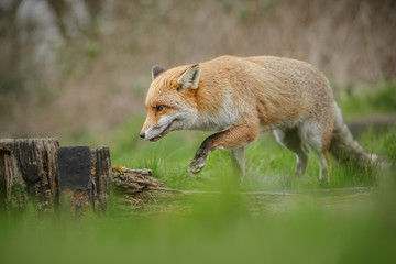 Fox on the prowl