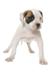 puppy american bulldog