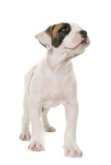 Obraz premium puppy american bulldog