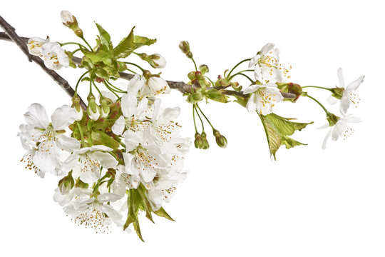 Fototapeta   Gałązki czereśni z białymi kwiatami na białym tle.  Wiosenne kwitnące gałązki czereśni z bliska.  