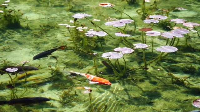 幻の鯉の池