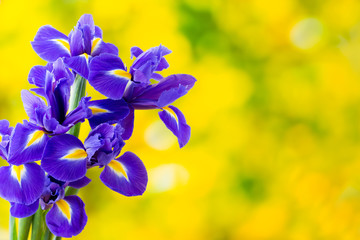 Purple iris flower on the yellow background. © gitusik