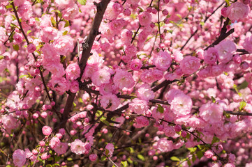 Яркие розовые цветы персикового дерева