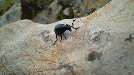 coleottero sulla roccia