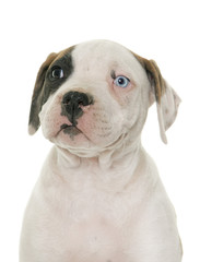 puppy american bulldog