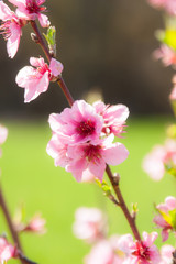 Fototapeta premium fleurs de pêcher