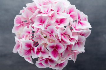 Pink flower hydrangea on blue background.