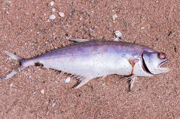 Dead fish on the beach. Water pollution effect