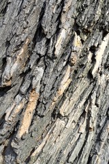 Old wood tree texture background