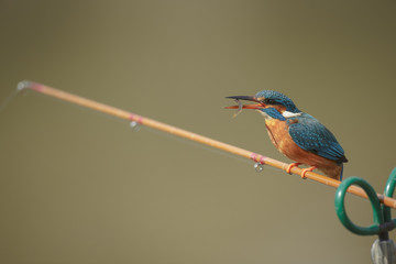 Kingfisher with a fish