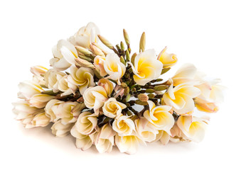 Plumeria flower group on white background