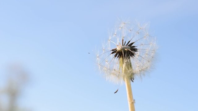 Primavera Taraxacum officinale