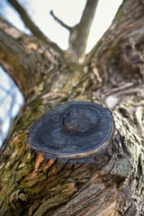 Chopped off trunk branch tree