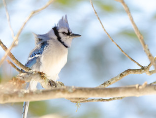 Blue Jay (Cyanocitta cristata) in early springtime, perched on a branch, observing and surveying his domain.