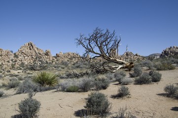 Plants and Rocks in Joshua Tree NP