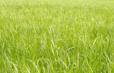 Grünes Gras, Hintergrund, Wiese, hellgrün