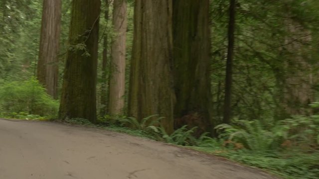 Driving on Howland Hill Road through Jedediah Smith Redwoods State Park, California