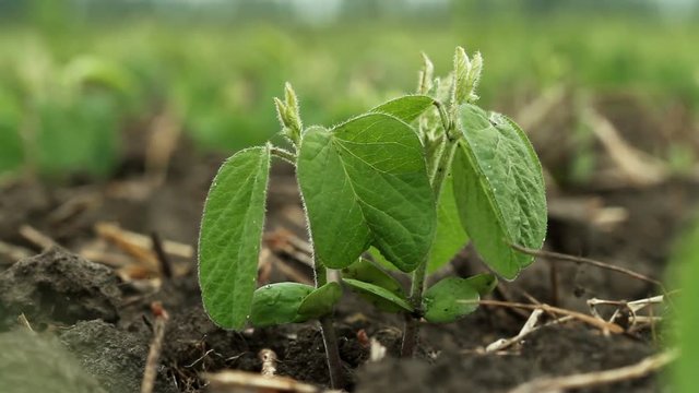 The young rapeseed sprouts