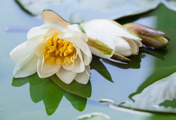 Beautiful water lily in a basin