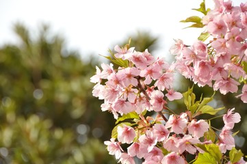 Bloom pink cherry blossom in daylight