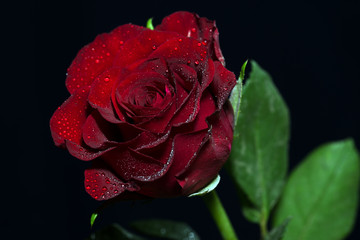 red Rose red Rose with water drops