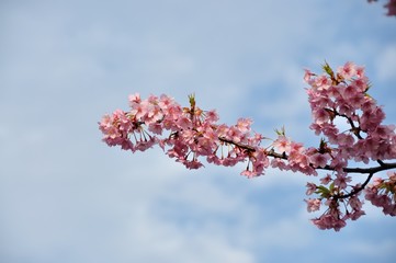 Bloom pink cherry blossom in front of cloudy sky