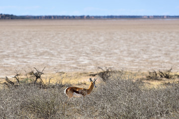 Springbok antelope in Etosha, Namibia