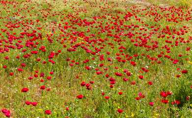 blooming poppy field