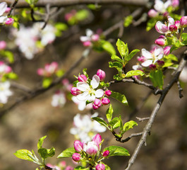 Spring apple tree blossoms