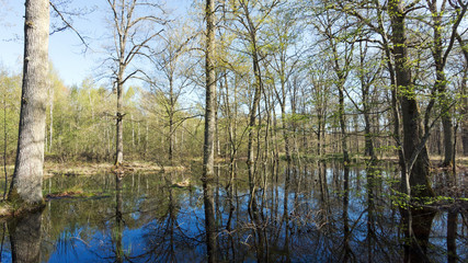 Obraz premium forêt de Fontainebleau inondée